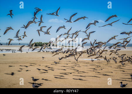 Un gregge di Nero Gli skimmer battenti intorno a South Padre Island, Texas Foto Stock