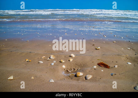 Spiaggia con un sacco di conchiglie sulla spiaggia di South Padre Island, Texas Foto Stock