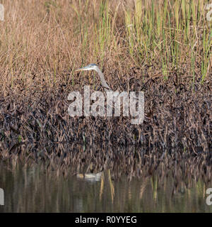 Heron guadare in canne e la cattura di un pesce persico verde Foto Stock