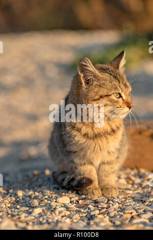 Carino gattino randagio seduto per terra. Sfondo sfocato. Foto Stock