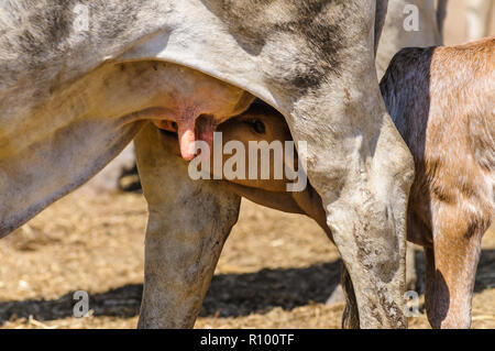 Madre e vitello da nutrire si riunirono dopo il raduno di bestiame su una stazione di bestiame di Cape York lontano nord Queenslan in Australia Foto Stock