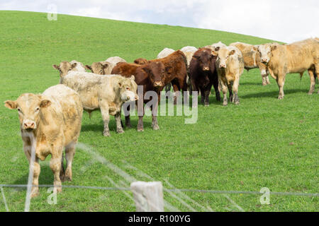 Bovini in campo rurale in Nuova Zelanda si sono riuniti in cerchio inquisitivly guardando oltre il recinto. Foto Stock