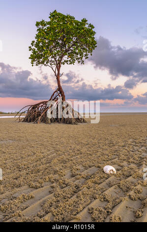 Mangrovie rosse all'alba dell'ora d'oro in attesa della marea in arrivo a Yule Point nel Tropical far North Queensland in Australia. Foto Stock