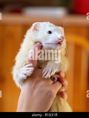 Proprietario solletico ferret il mento Foto Stock