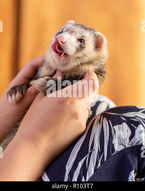 Ferret leccare le sue labbra Foto Stock