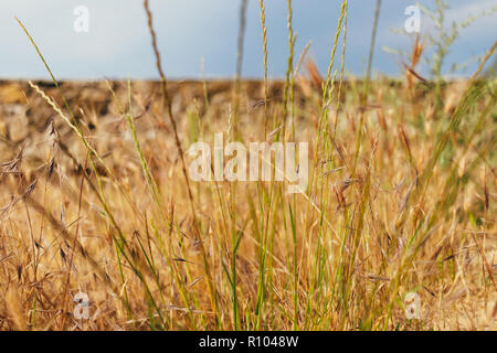 Wild erba secca al di fuori vicino alla vecchia parapetto. Close-up colore dorato spikelets esterni al giorno di sole. Foto Stock