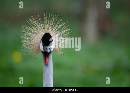 Grey Crowned Crane Foto Stock