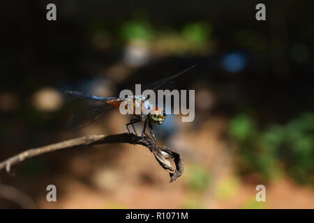 Blu a forma di libellula dasher con pattern di giallo e arancione sul lato del corpo di appoggio rotto sul ramo di albero con sfondo naturale Foto Stock