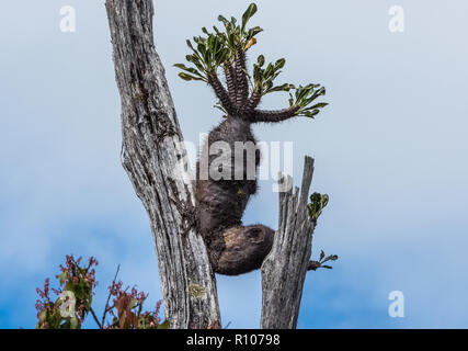 Impianto di Ant (Myrmecodia sp.), una strana pianta nativa per le Highlands della Nuova Guinea. Neve Montagne, Papua, Indonesia. Foto Stock