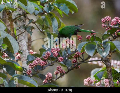 Un modulo nero Lorikeet Papua (Charmosyna papou), o Stella's Lorikeet, si nutrono di fiori di colore rosa. Neve Montagne, Papua, Indonesia. Foto Stock