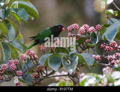 Un modulo nero Lorikeet Papua (Charmosyna papou), o Stella's Lorikeet, si nutrono di fiori di colore rosa. Neve Montagne, Papua, Indonesia. Foto Stock