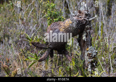 Impianto di Ant (Myrmecodia sp.), una strana pianta nativa per le Highlands della Nuova Guinea. Neve Montagne, Papua, Indonesia. Foto Stock