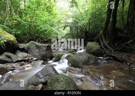 Flusso Waihi nella lussureggiante foresta pluviale tropicale, Oahu, Hawaii Foto Stock