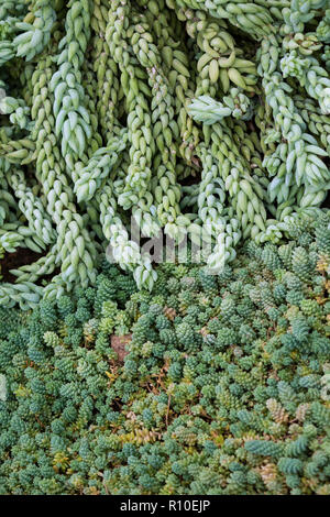 Sedum morganianum e. Walther, pendenti pianta con molti lunghi gambi pendenti, piccole graptopetalum succulente con morbidi petali sono blu, due impianti Foto Stock