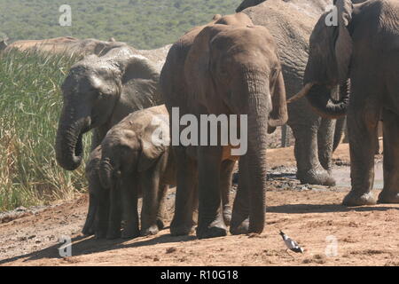 Addo Elephant sentito Foto Stock