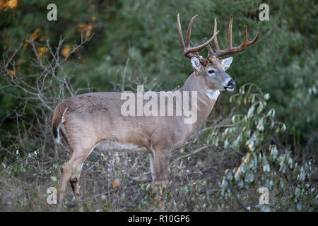 Una matura culbianco deer buck cercando non durante la caduta rut. Foto Stock