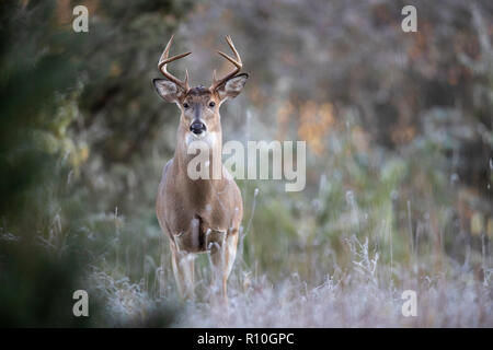 Un curioso buck culbianco cervi cercando di avviso. Foto Stock