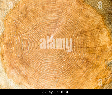 Texture di legno intagliate di tronco di albero, close-up Foto Stock