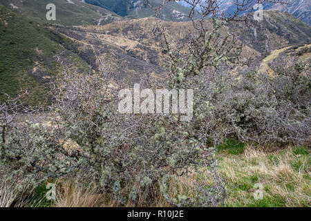 Matagouri crescente vicino tussocks nel paese alto della Nuova Zelanda Foto Stock