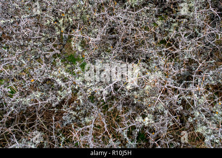 Matagouri crescente vicino tussocks nel paese alto della Nuova Zelanda Foto Stock