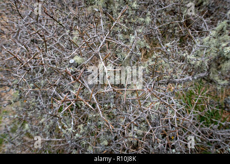 Matagouri crescente vicino tussocks nel paese alto della Nuova Zelanda Foto Stock