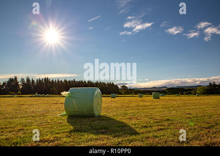 Il pomeriggio di sole al tramonto su un campo appena avvolto alimentazione invernale in primavera, Canterbury, Nuova Zelanda Foto Stock