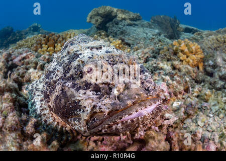 Scorfani in armonia con i suoi dintorni a Swanee Reef, La Paz, Baja California Sur, Messico (Scorpaenidae) Foto Stock