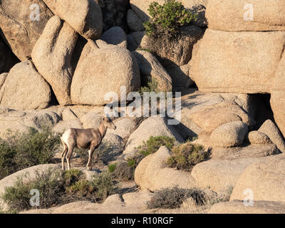 Una femmina adulta desert bighorn, Ovis canadensis nelsoni sul sentiero Split-Rock a Joshua Tree National Park, California, Stati Uniti d'America Foto Stock