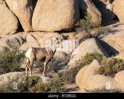 Una femmina adulta desert bighorn, Ovis canadensis nelsoni sul sentiero Split-Rock a Joshua Tree National Park, California, Stati Uniti d'America Foto Stock