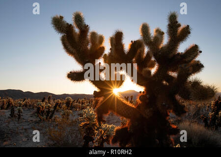 Backlit Teddy bear cholla, Cylindropuntia bigelovii all alba in Cholla giardini, Joshua Tree National Park, California, Stati Uniti d'America Foto Stock