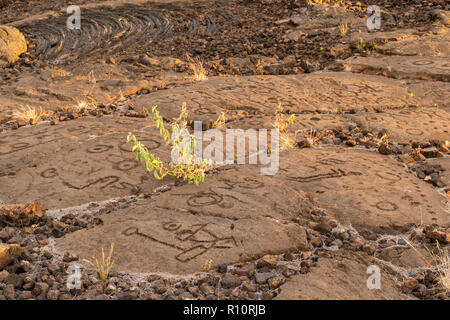 Incisioni rupestri in Waikoloa Campo, sul re's Trail ('Mamalahoa'), vicino a Kona sulla Big Island delle Hawaii. Scolpita nella roccia vulcanica. Foto Stock