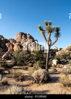 Joshua Tree, Yucca brevifolia, sull'Hidden Valley Trail, Joshua Tree National Park, California, Stati Uniti d'America Foto Stock