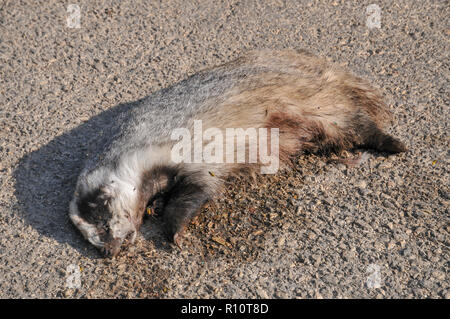 Dead europeo (Badger Meles meles) al lato di una strada. Il Parlamento badger è carnivoro, alimentazione principalmente sui lombrichi che si cerca in una blanda Foto Stock