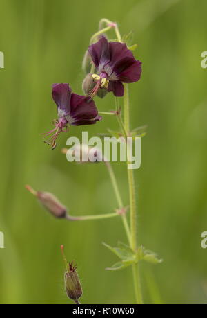 Dusky crane's-bill, geranio phaeum, in fiore nei pascoli alpini, Slovenia. Foto Stock