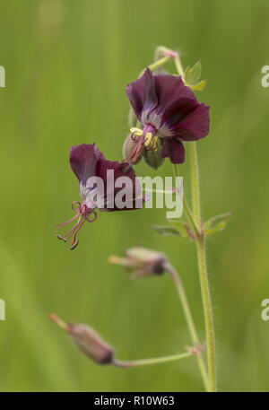 Dusky crane's-bill, geranio phaeum, in fiore nei pascoli alpini, Slovenia. Foto Stock