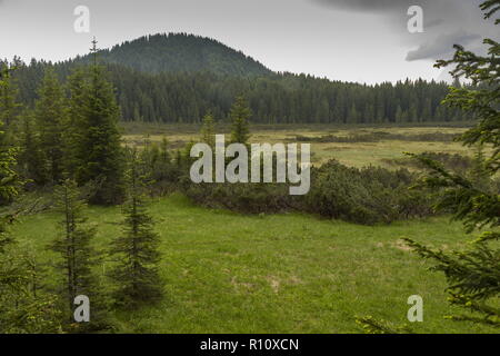Barje Siljic riserva, Slovenia; il più meridionale ampia area di torbiera in Europa. Foto Stock