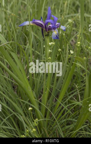 Erba-lasciava Iris, Iris graminea, in fiore in Alpi Giulie, Slovenia. Foto Stock