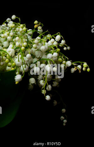 Molla di freschi fiori profumati il giglio della valle su uno sfondo nero. Luminose e succosa sullo sfondo di un delicato il giglio della valle dei fiori. Può lily o Foto Stock