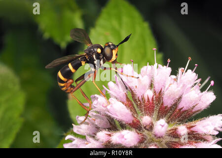 Conopid fly (Conops quadrifasciatus) Alimentazione sulla parte superiore del fiore. Tipperary, Irlanda Foto Stock