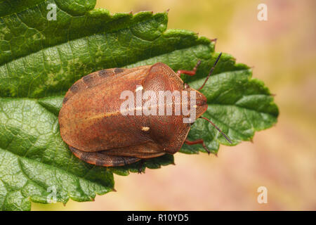 Vista dorsale di tartaruga Shieldbug (Eurygaster "testudinaria) seduta sulla foglia. Tipperary, Irlanda Foto Stock