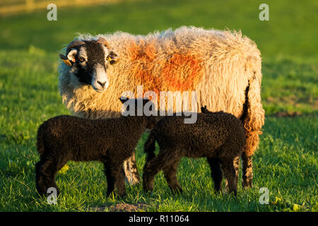 Swaledale pecora con due piccole, grazioso, nero puro agnelli illuminata dal sole di sera, in piedi insieme in una fattoria campo in primavera - Yorkshire, Inghilterra, Regno Unito. Foto Stock