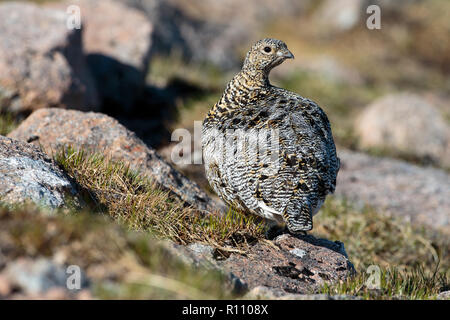 Pernice bianca (Lagopus mutus) in inverno Foto Stock