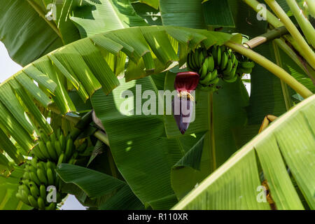 Banane verdi mazzetto di fiori colorati in allegato, parte di una piantagione Hawaiiana sulla Big Island. Fronde di palma, ulteriori banane in background.