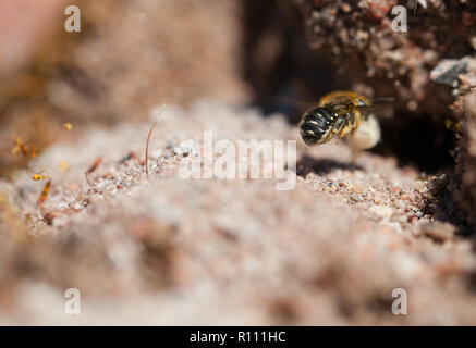 Nidificazione di carda solitaria bee Foto Stock