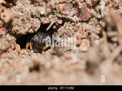 Nidificazione di carda solitaria bee Foto Stock