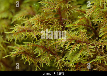 Hylocomium splendens, comunemente noto come woodmoss scintillanti, Foto Stock