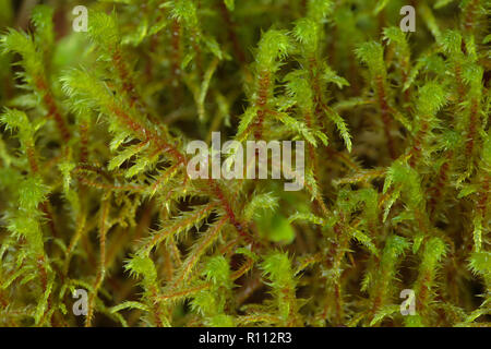 Grande Shaggy moss, Rhytidiadelphus triquetrus Foto Stock