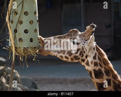 Primo piano di una giraffa di mangiare, fotografato in Rhenen zoo, Paesi Bassi Foto Stock