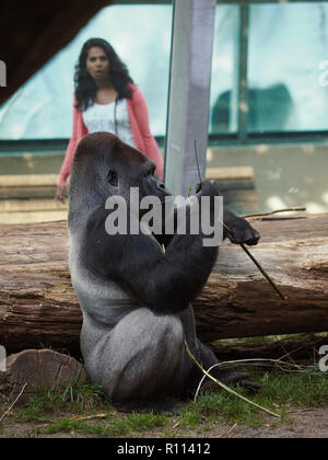 La donna alla scoperta di un grande gorilla maschio in Rhenen zoo, Paesi Bassi Foto Stock