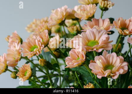 Luce crisantemo rosa fiori. Close-up Foto Stock